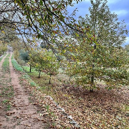 Il Trullo E Il Fortino 阿尔贝罗贝洛 外观 照片