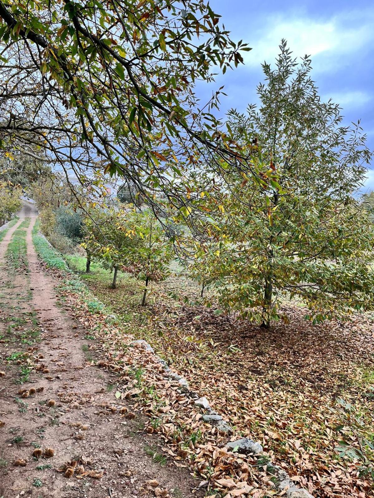Il Trullo E Il Fortino 阿尔贝罗贝洛 外观 照片