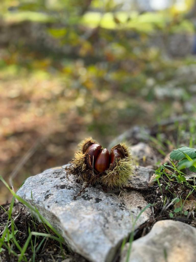 Il Trullo E Il Fortino 阿尔贝罗贝洛 外观 照片