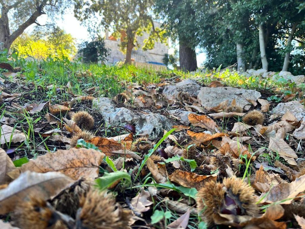 Il Trullo E Il Fortino 阿尔贝罗贝洛 外观 照片